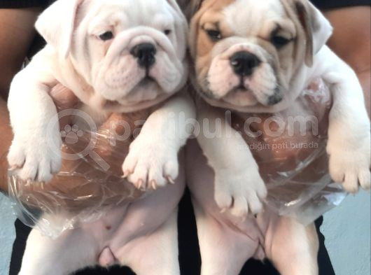 Üst Düzey İngi̇li̇z Buldog Yavrular görsel