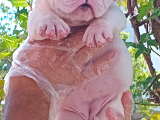 Üst Düzey İngi̇li̇z Buldog Yavrular