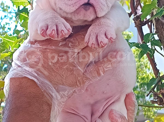 Üst Düzey İngi̇li̇z Buldog Yavrular görsel