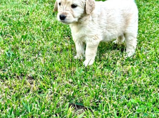 Uygun Fiyatlı Baby Face Golden Yavrularımız Ilk Gelen Alır görsel