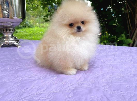 Ayı Surat Pomerian Yavrular görsel