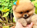 Harika Tedy Bear Surat Pomerian Yavrular