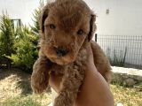 A Kaliteli Kahverengi Toy Poodle Yavru