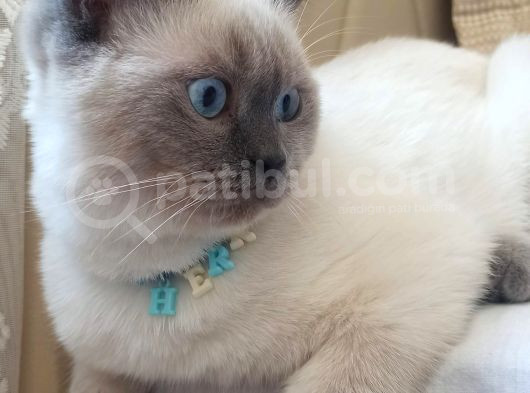 9 Temmuz Doğumlu British Shorthair Yavrularımız görsel