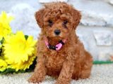 Kahve tonlu mini boy puppy sevimli yavrular MALTİPO CİNSİ 