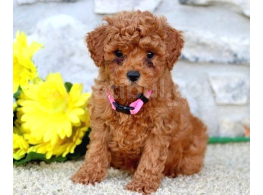 Kahve Tonlu Mini Boy Puppy Sevimli Yavrular Malti̇po Ci̇nsi̇ 