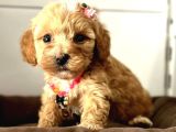 Bebek Yüzlü Malti̇poo Şapşi̇k Yavrularim