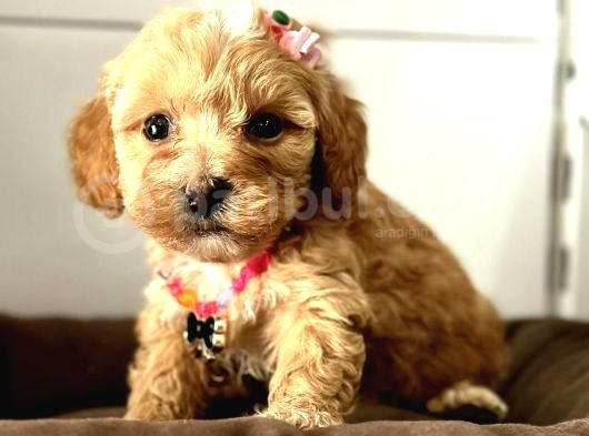 Bebek Yüzlü Malti̇poo Şapşi̇k Yavrularim görsel