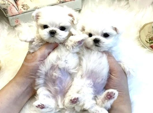 Xs Maltese Bebekler görsel