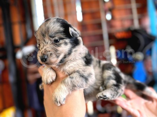 En Zeki Irk Merle Border Collie Yavrularımız görsel