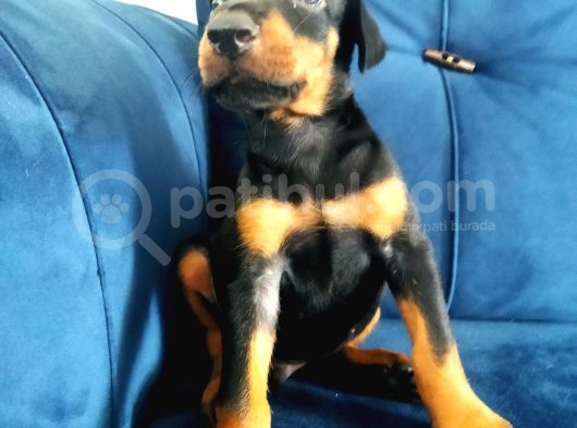 Doberman Yavruları görsel