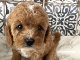 Aşırı Sevimli Kendi Köpeğimin Yavrusu