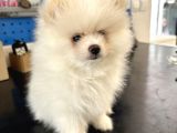 2 Aylık Dişi Pomeranian Boo
