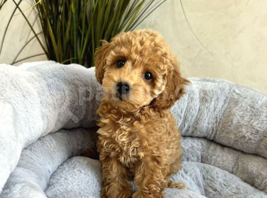 Irk Garanti̇li̇ Toy Poodle Yavrular görsel