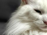 Safkan Anne Ve Babasi Şecereli̇ Di̇şi̇ Maine Coon