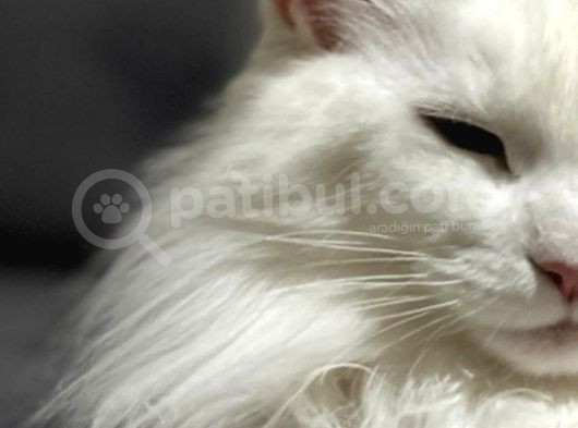Safkan Anne Ve Babasi Şecereli̇ Di̇şi̇ Maine Coon görsel