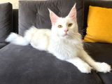 Safkan Anne Ve Babasi Şecereli̇ Di̇şi̇ Maine Coon
