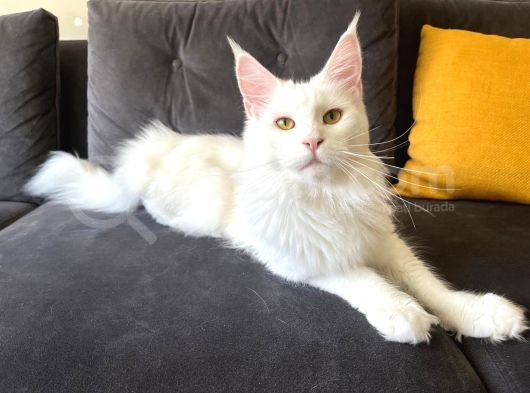 Safkan Anne Ve Babasi Şecereli̇ Di̇şi̇ Maine Coon görsel