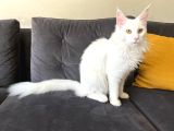 Safkan Anne Ve Babasi Şecereli̇ Di̇şi̇ Maine Coon