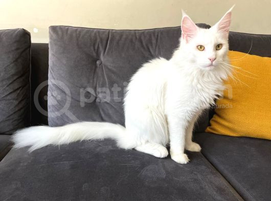 Safkan Anne Ve Babasi Şecereli̇ Di̇şi̇ Maine Coon görsel