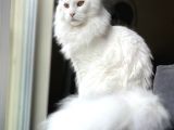 Safkan Anne Ve Babasi Şecereli̇ Di̇şi̇ Maine Coon