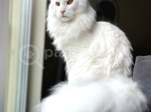 Safkan Anne Ve Babasi Şecereli̇ Di̇şi̇ Maine Coon görsel
