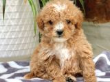 Kahve Tonlu Mini Boy Puppy Sevimli Yavrular Malti̇po Ci̇nsi̇ 