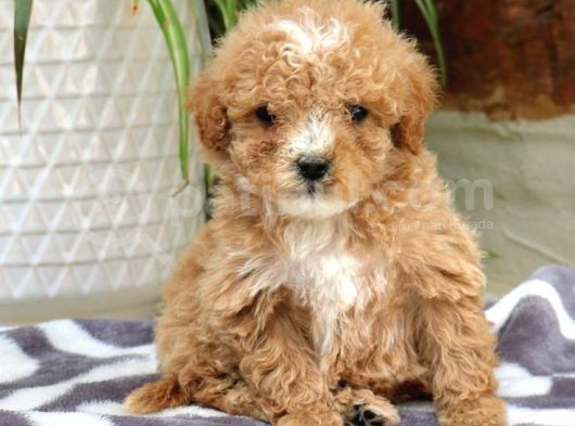 Kahve Tonlu Mini Boy Puppy Sevimli Yavrular Malti̇po Ci̇nsi̇  görsel