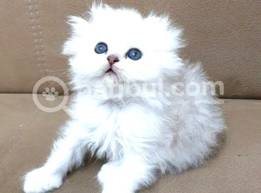 39 Günlük Bebeklerimiz Yuvalarını Arıyorlar