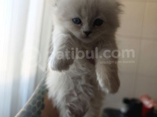 39 Günlük Bebeklerimiz Yuvalarını Arıyorlar görsel
