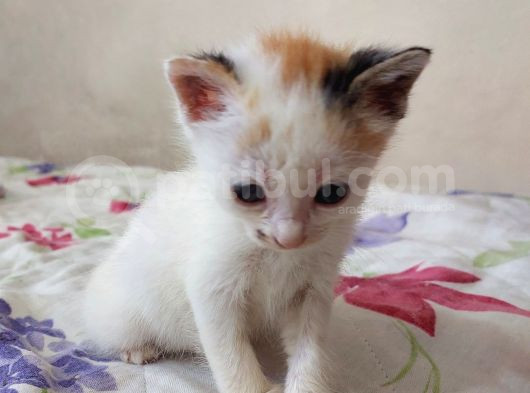 Minnoş Kedilere Acil Kalıcı Yuva