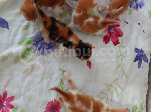 Minnoş Kedilere Acil Kalıcı Yuva görsel