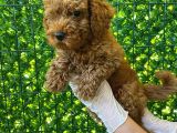 Koyu Renk Orjinal Toy Poodle Bebeğim 3 Aylık