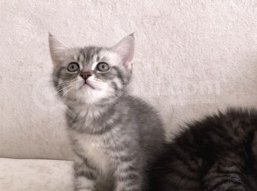 2 Aylık Yavrularımıza Yuva Arıyoruz görsel