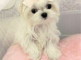 Maltesse terrier cinsi mini Boy Puppy Kar beyaz 