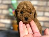 A Kalite Uygun Toy Poodle Bebeklerimiz
