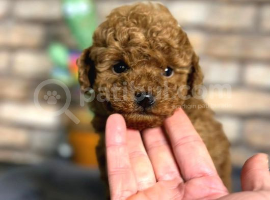 A Kalite Uygun Toy Poodle Bebeklerimiz görsel