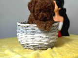 Irk Ve Sağlık Garantili Toy Poodle Yavrularımız