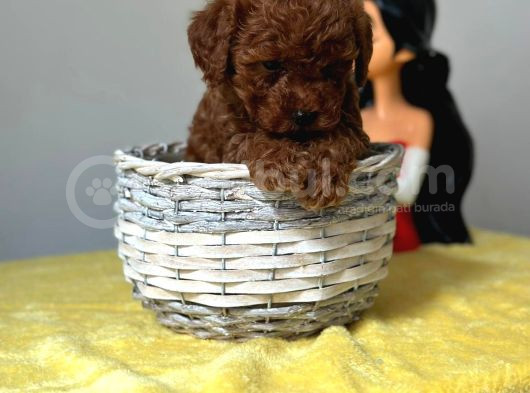 Irk Ve Sağlık Garantili Toy Poodle Yavrularımız görsel