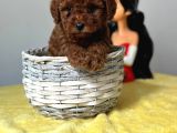 Irk Ve Sağlık Garantili Toy Poodle Yavrularımız