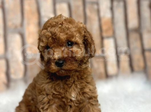 Eşsiz Güzellikteki Toy Poodle Yavrularımız görsel