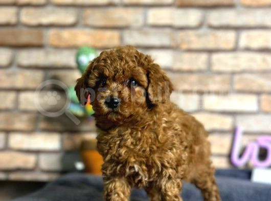 A kalite uygun toy poodle bebeklerimiz