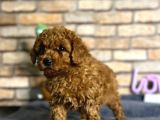 A Kalite Uygun Toy Poodle Bebeklerimiz