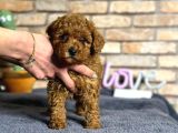 A Kalite Uygun Toy Poodle Bebeklerimiz