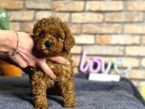 A Kalite Uygun Toy Poodle Bebeklerimiz