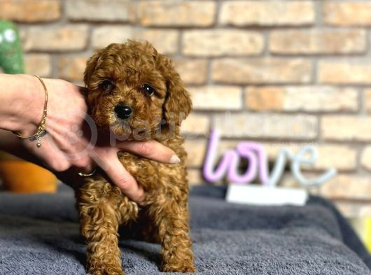 A Kalite Uygun Toy Poodle Bebeklerimiz görsel