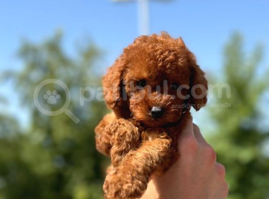 Petibör tadında toy poodle bebeklerimiz