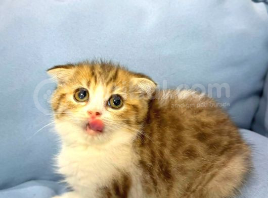 Güzeller Güzeli̇ Scottish Fold Yavrularimiz görsel