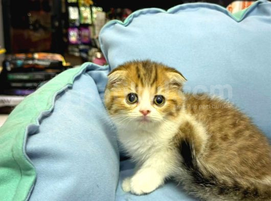 Güzeller Güzeli̇ Scottish Fold Yavrularimiz görsel