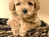 Maltipo Cinsi Yavrular Kahve Tonlu Mini Boy Puppy 